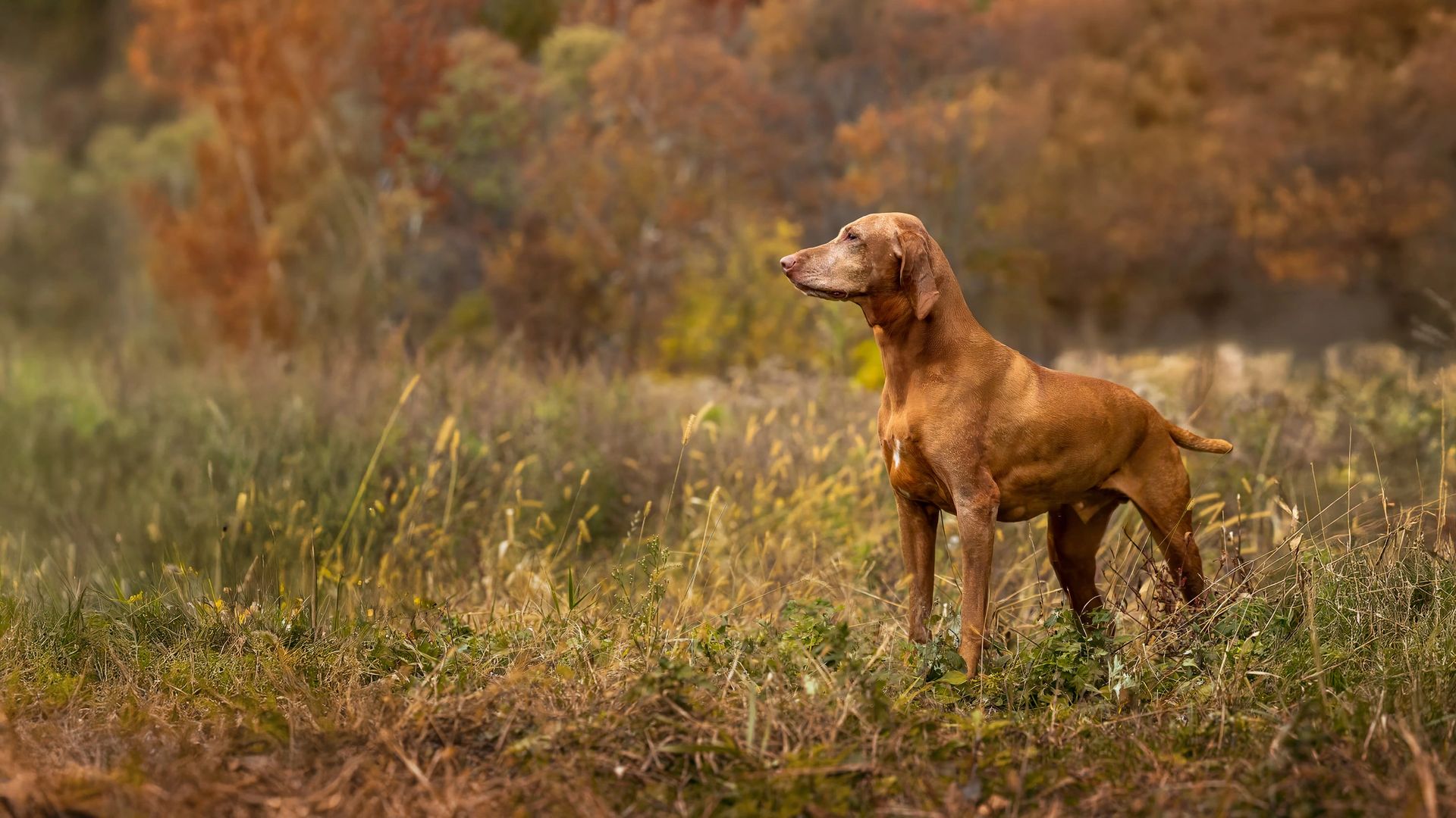 Professional outdoor dog portrait by Breen Photo